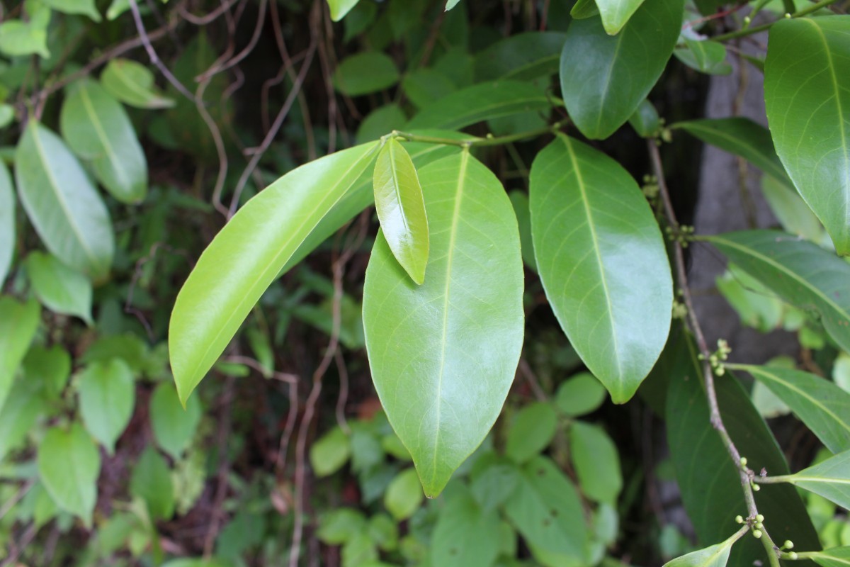 Casearia zeylanica (Gaertn.) Thwaites